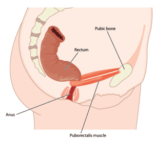 How do bowel movements work?