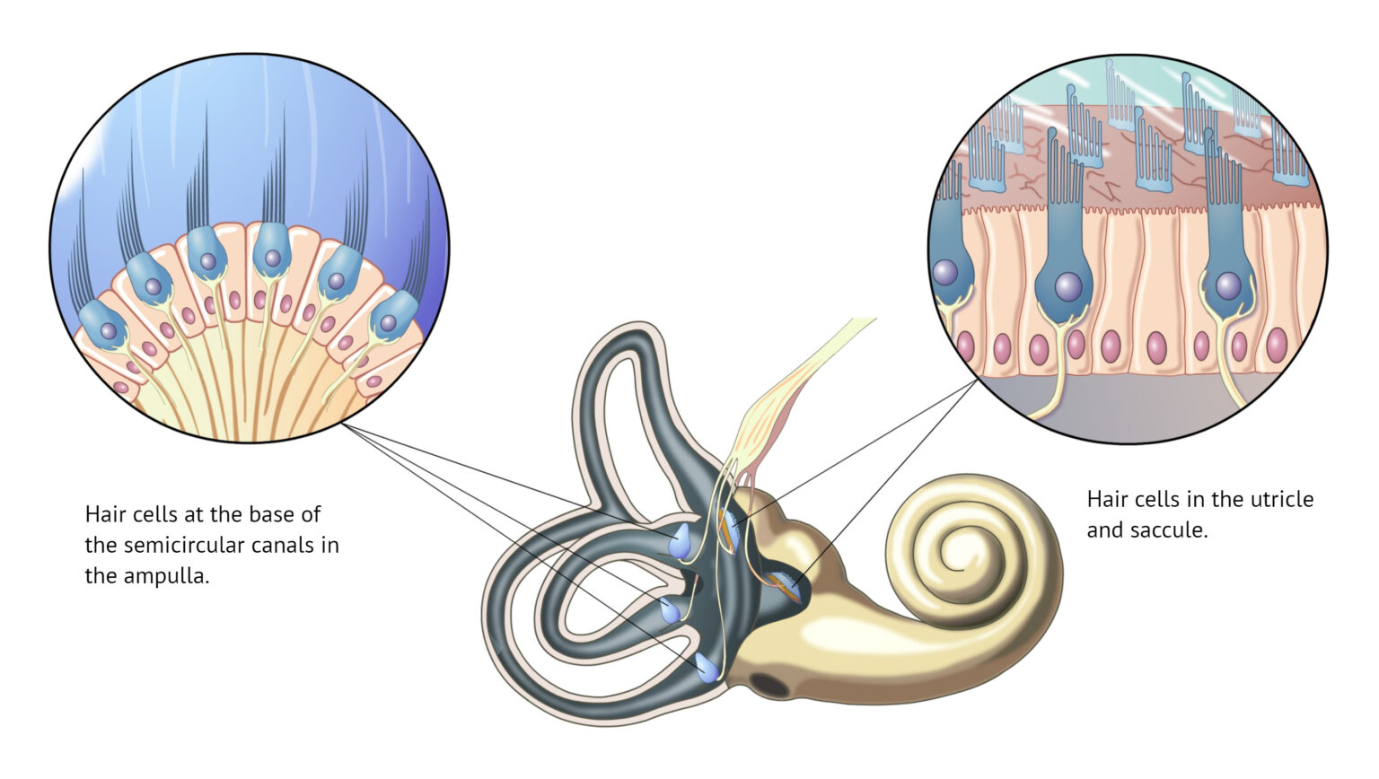 Dizziness And The Vestibular System - IPA Physio