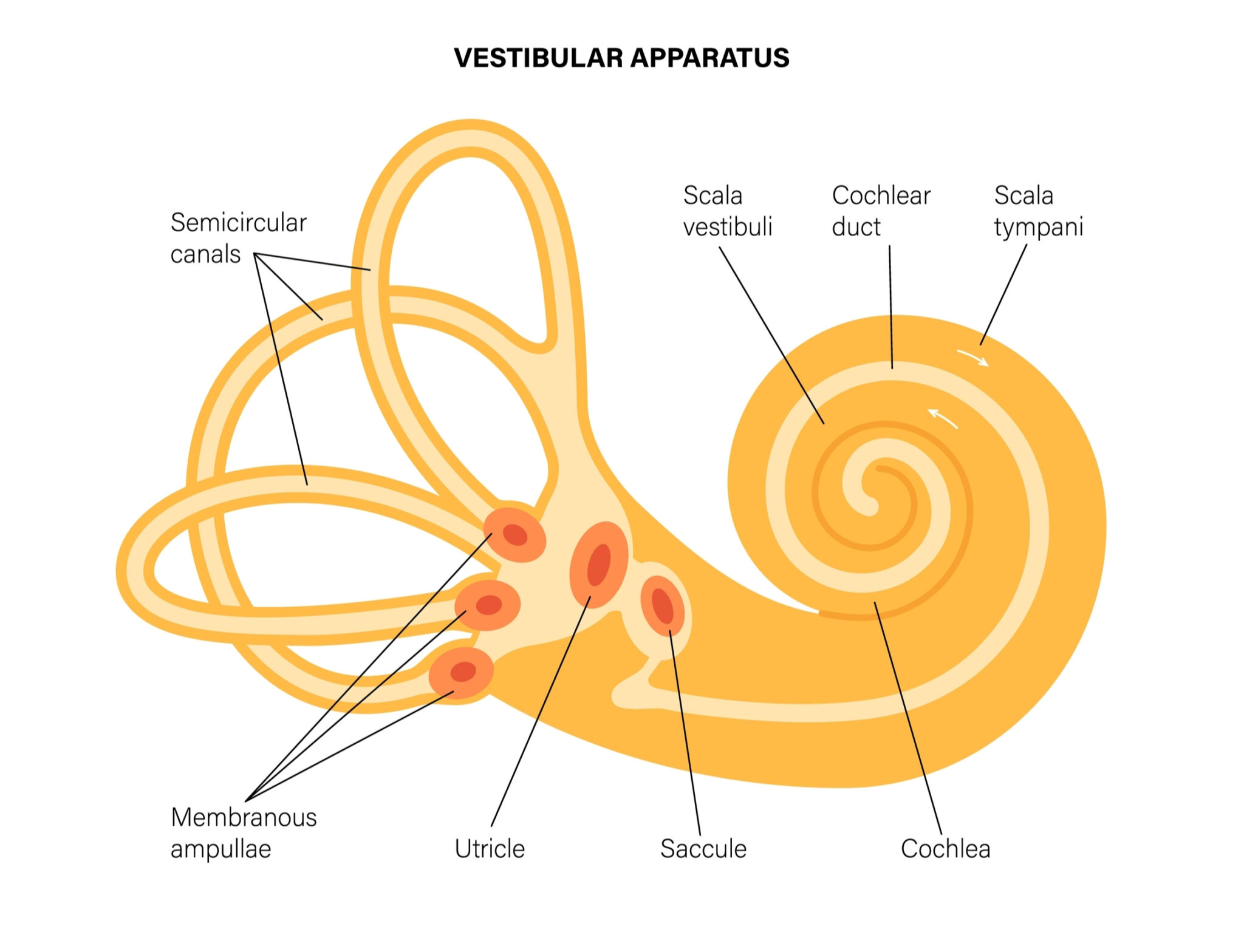 Vestibular apparatus Anatomy