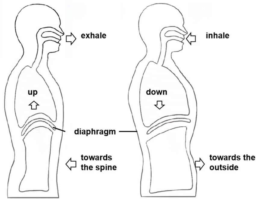 Diaphragmatic Breathing Benefits Techniques And Health Impacts
